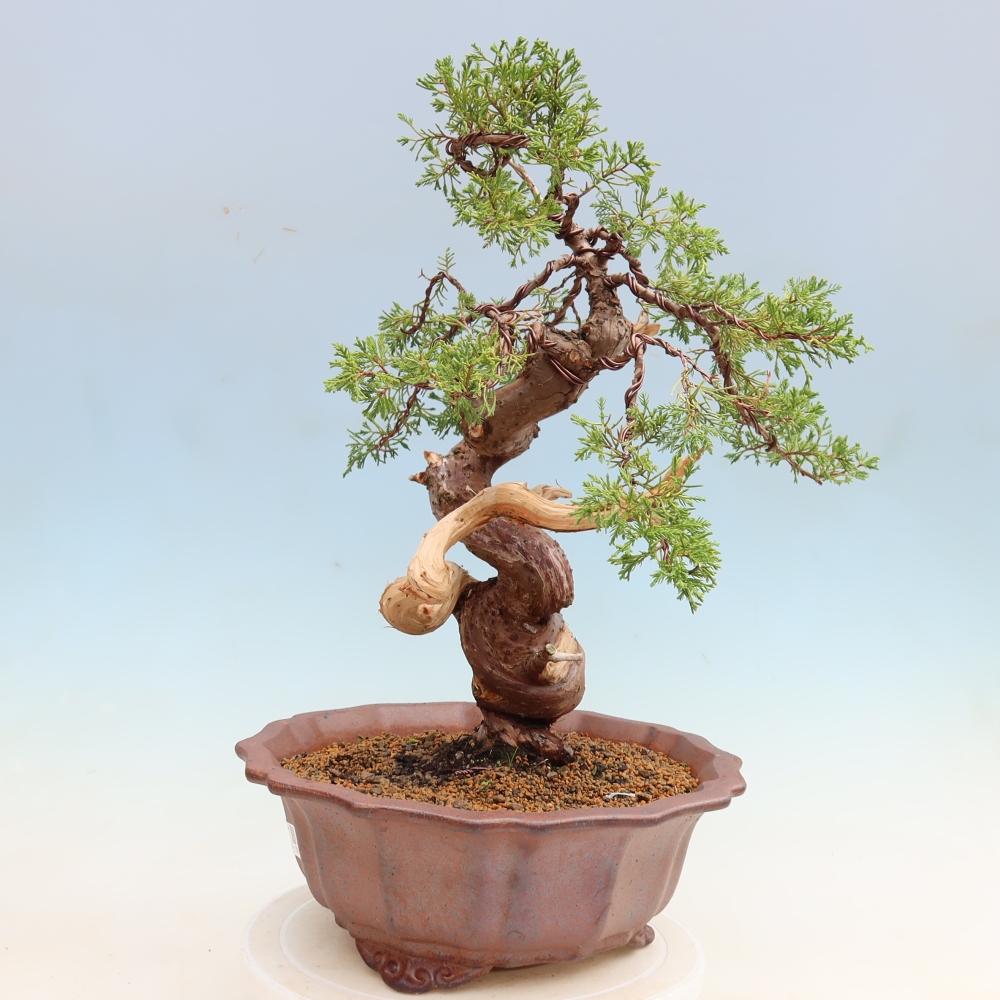 Bonsaï d'extérieur - Juniperus chinensis Itoigawa-Juniperus chinensis