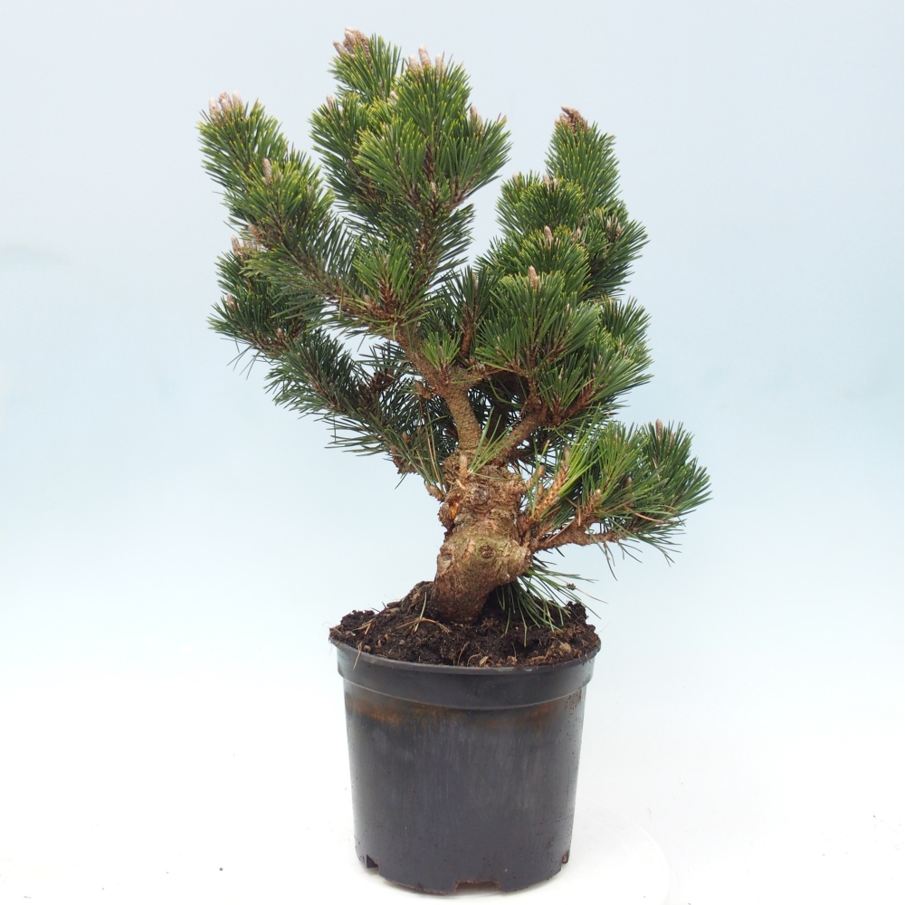 Bonsaï d'extérieur - Pinus thunbergii senjyumaru - Pin de Thunberg