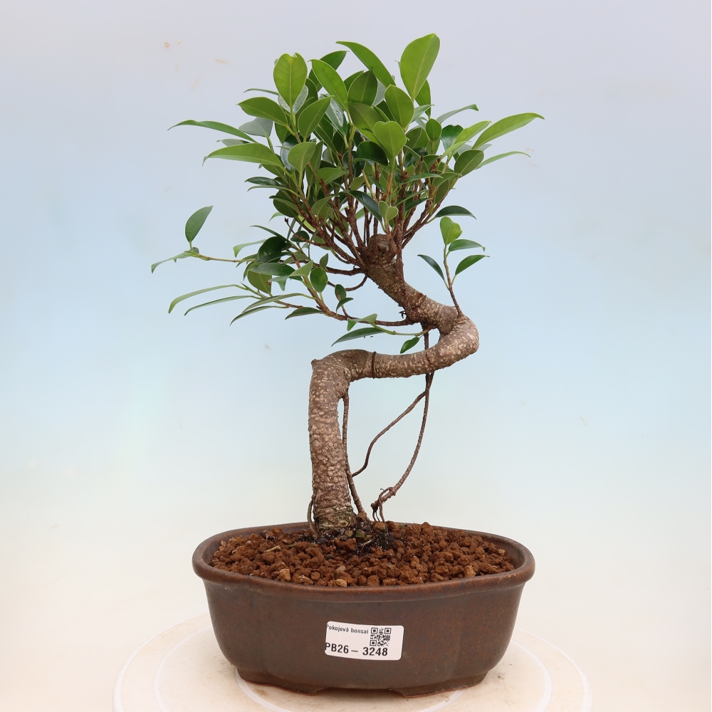 Salle bonsaï - Ficus kimmen - ficus à petites feuilles