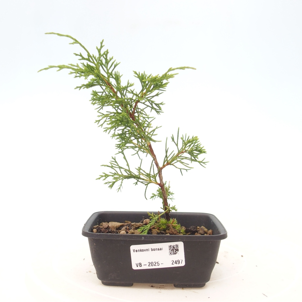 Bonsaï d'extérieur - Juniperus chinensis Itoigawa