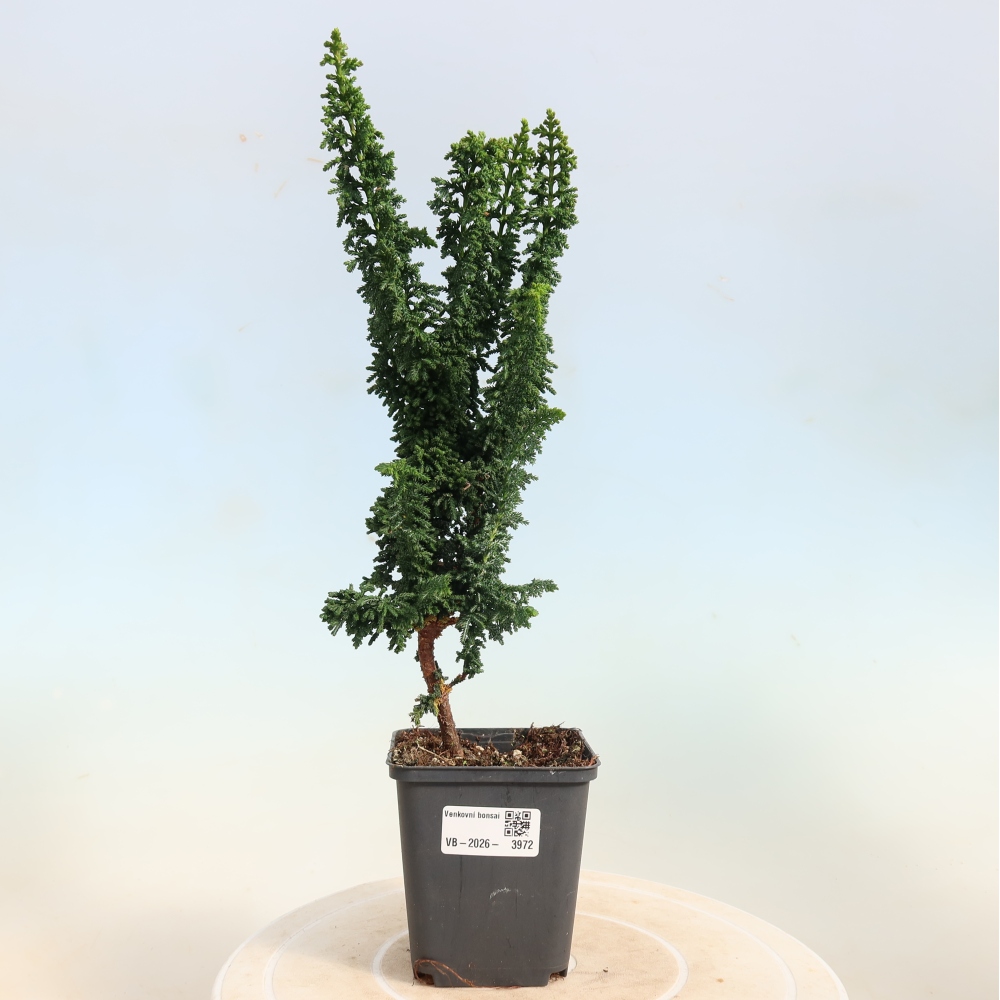 Bonsaï d'extérieur - Cham. obtusa SEKKA HINOKI - Cyprès