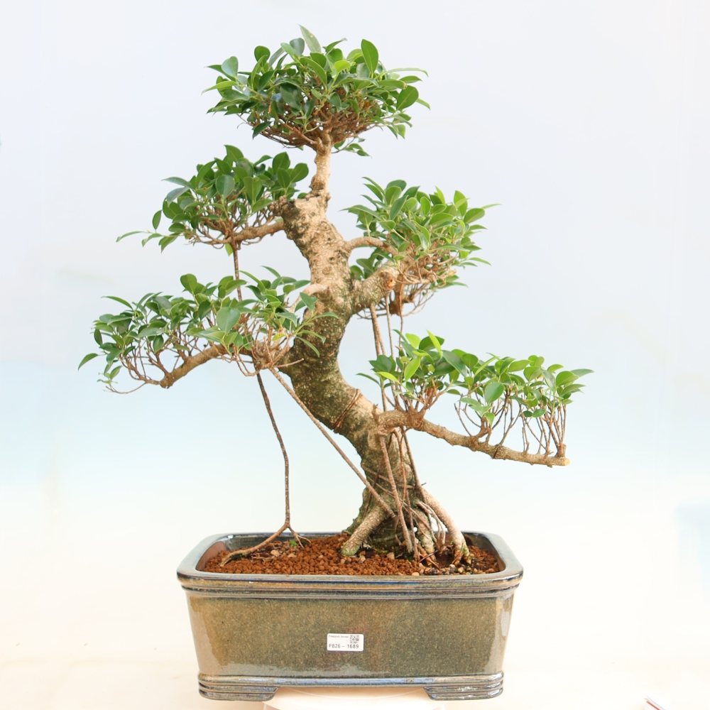 Salle bonsaï - Ficus kimmen - ficus à petites feuilles