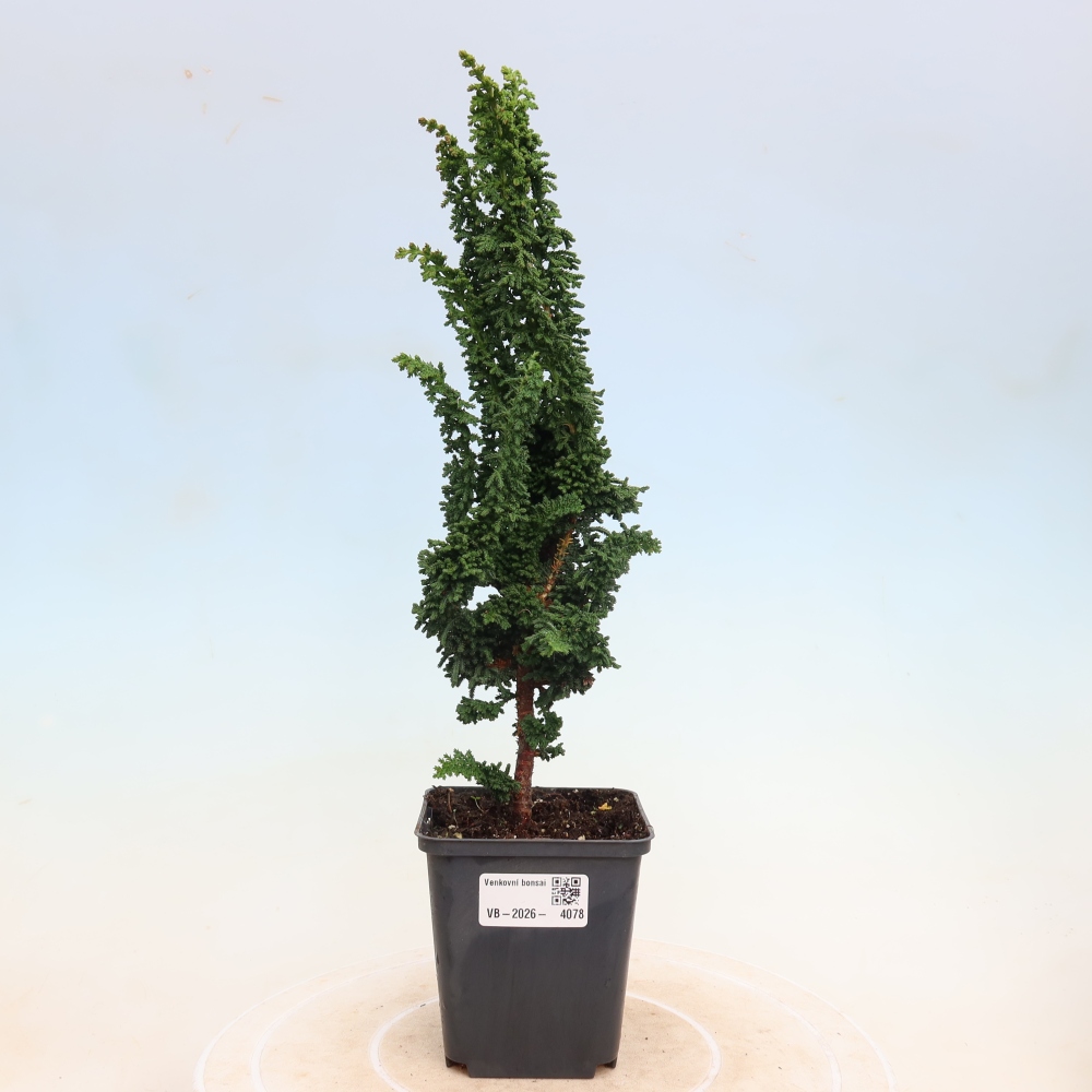Bonsaï d'extérieur - Cham. obtusa SEKKA HINOKI - Cyprès