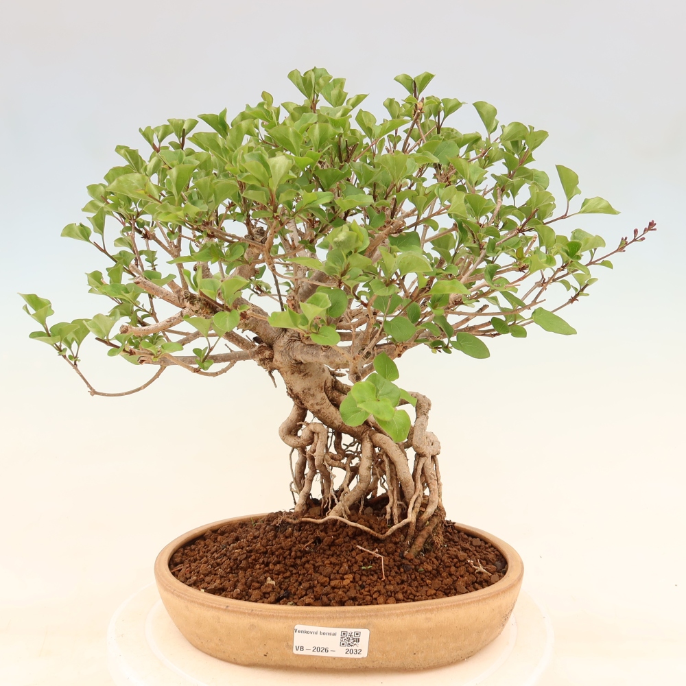 Bonsaï d'extérieur - Syringa microphylla - lilas à petites fleurs