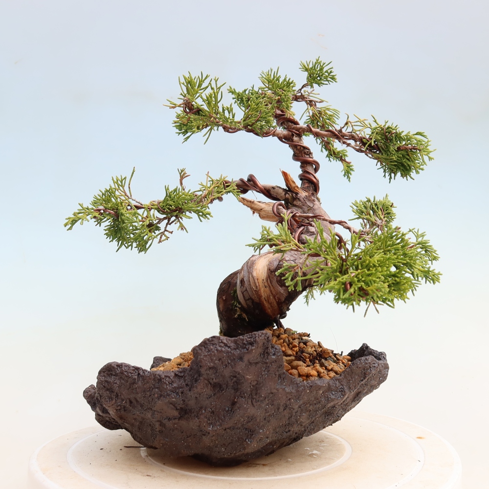 Bonsaï d'extérieur - Juniperus chinensis Itoigawa-Juniperus chinensis