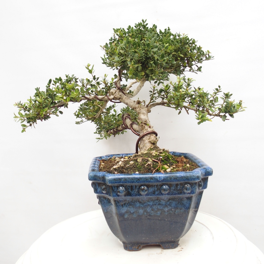 Bonsaï de chambre - Ilex crenata - Houx