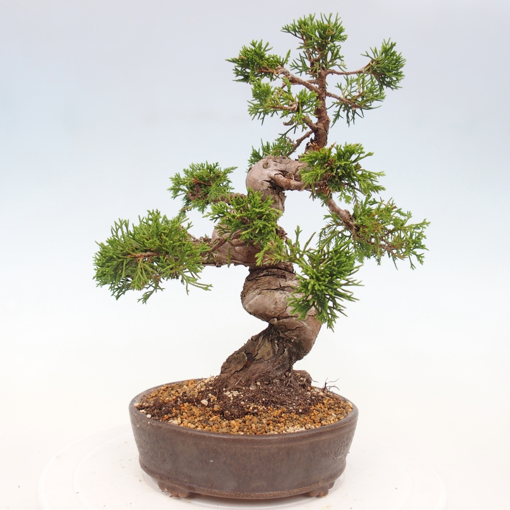 Bonsaï d'extérieur - Juniperus chinensis Itoigawa