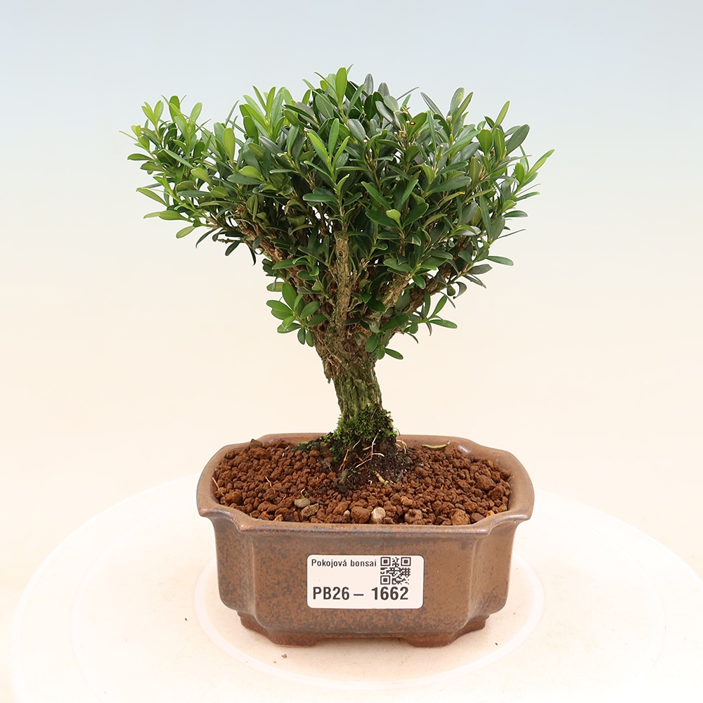 Bonsaï de chambre - Buxus harlandii - buxus liège