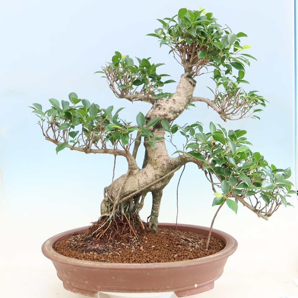 Salle bonsaï - Ficus kimmen - ficus à petites feuilles
