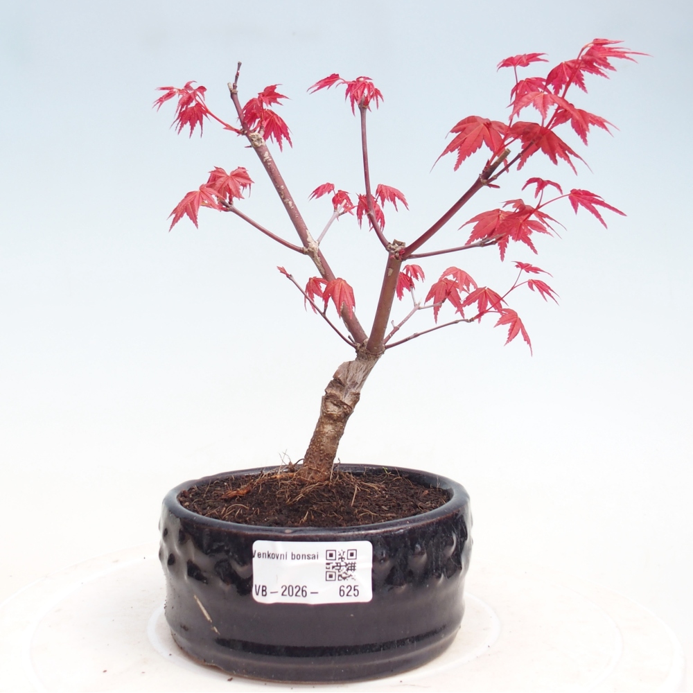 Bonsaï d'extérieur - Acer palmatum DESHOJO