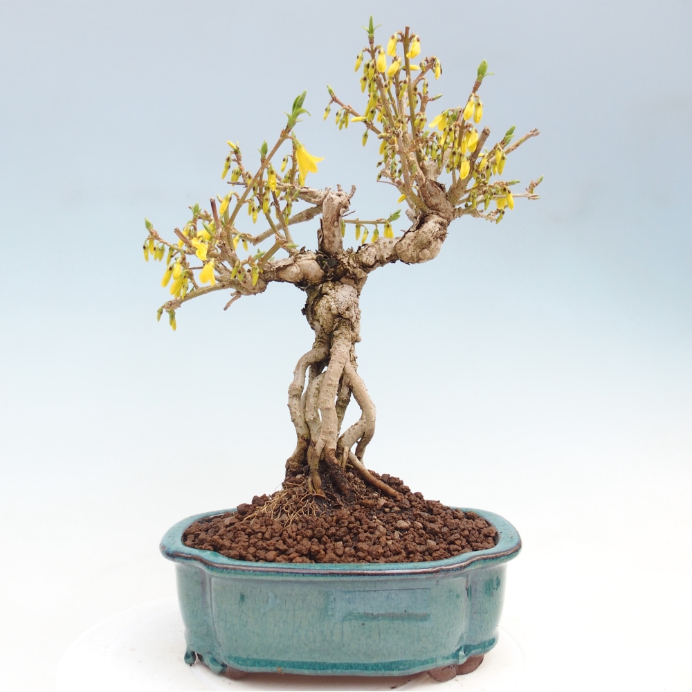 Bonsaï d'extérieur - Zlatice - Forsythia koreana