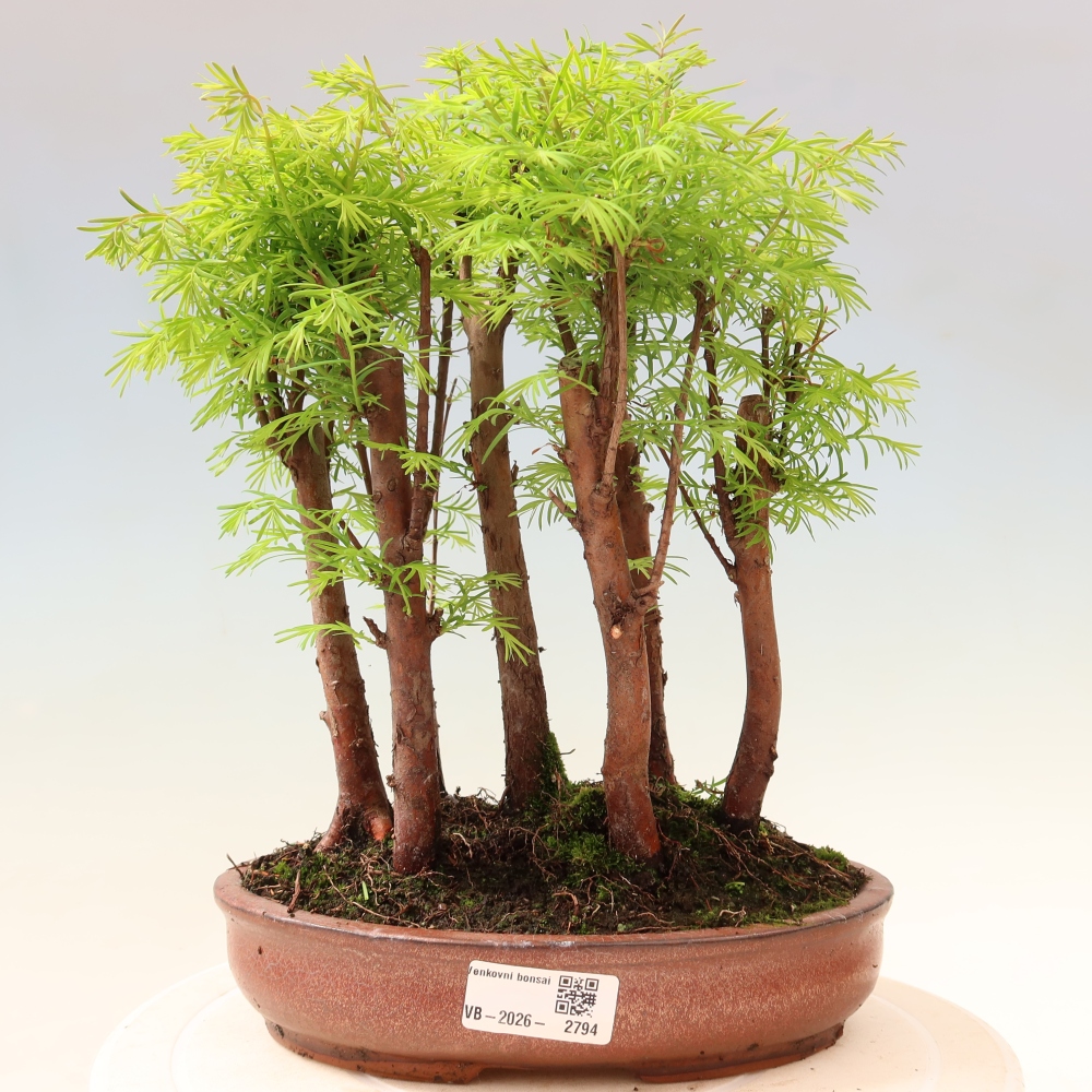 Bonsaï d'extérieur - Metasequoia glyptostroboides - Métaséquoia de Chine - petit bosquet