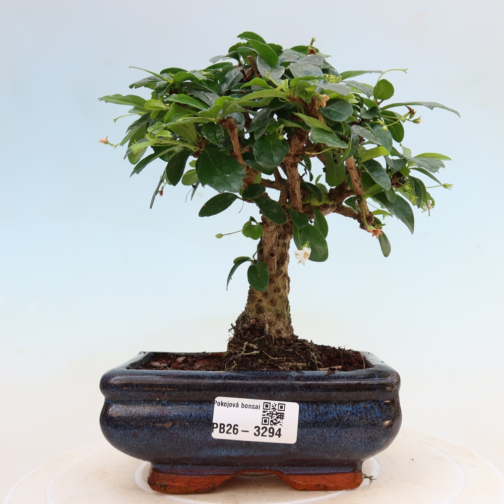 Bonsaï de chambre - Carmona macrophylla - Tea fuki