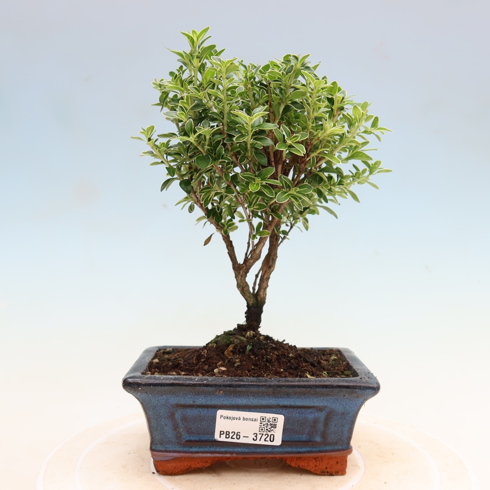 Salle bonsaï - Serissa foetida Variegata - Arbre aux mille étoiles