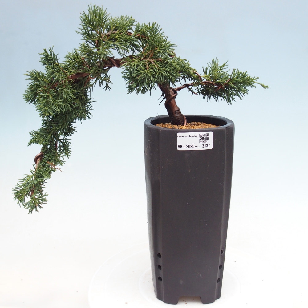 Bonsaï d'extérieur - Juniperus chinensis Kishu