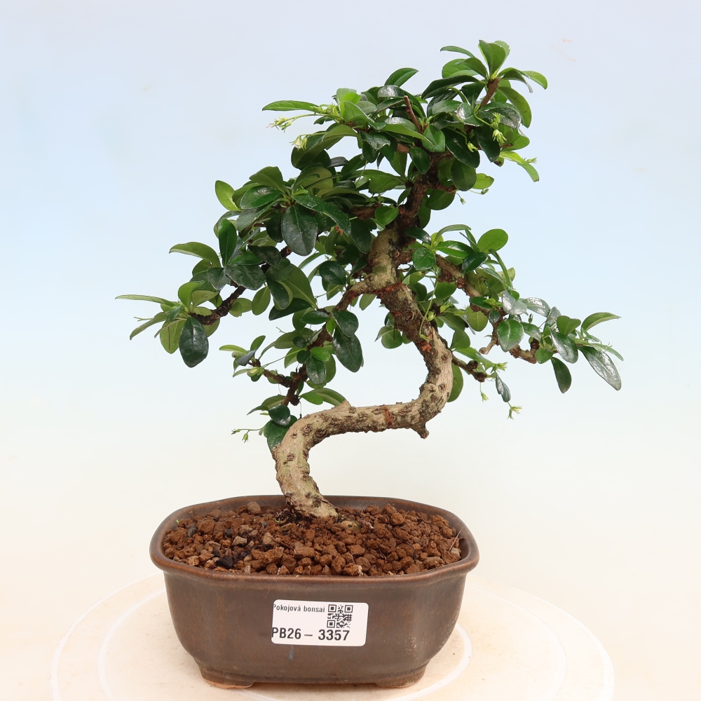 Bonsaï de chambre - Carmona macrophylla - Tea fuki