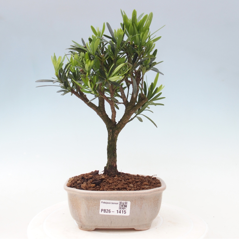 Salle bonsaï - Podocarpus - If en pierre