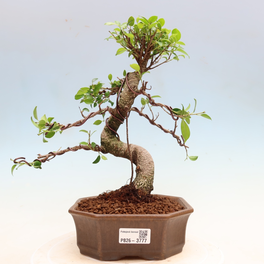 Salle bonsaï - Ficus kimmen - ficus à petites feuilles