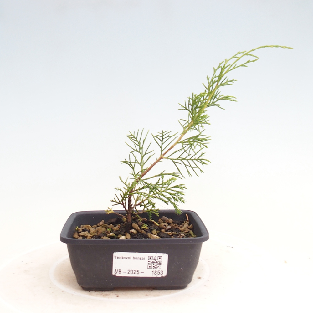 Bonsaï d'extérieur - Juniperus chinensis Itoigawa