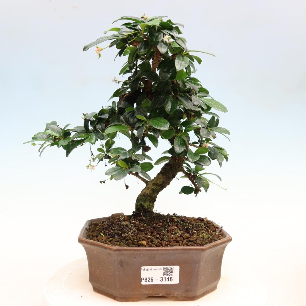 Bonsaï de chambre - Carmona macrophylla - Tea fuki