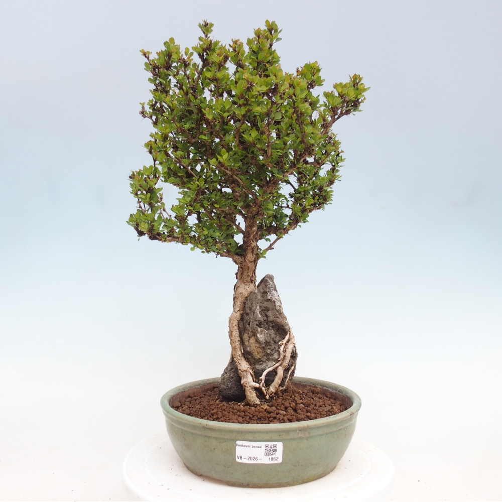 Bonsaï d'extérieur - Berberis coreana