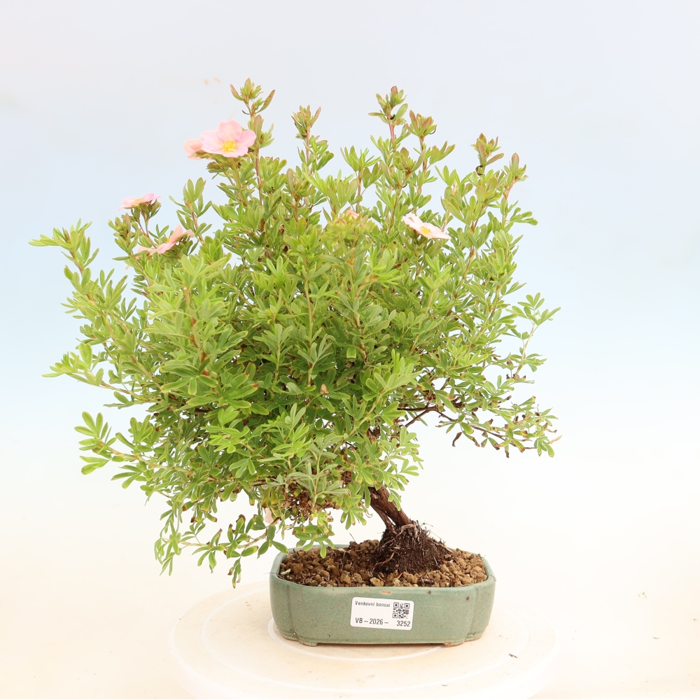 Bonsaï d'extérieur - Potentille arbustive - Potentilla fruticosa Bellissima