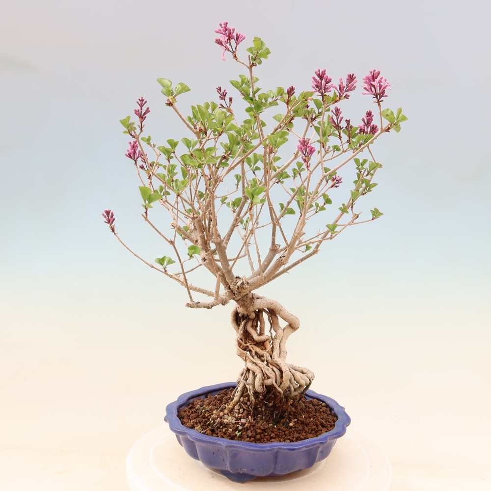 Bonsaï d'extérieur - Syringa microphylla - lilas à petites fleurs