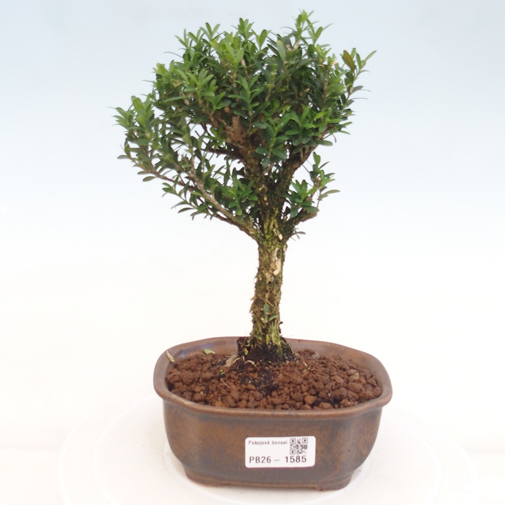Bonsaï de chambre - Buxus harlandii - buxus liège