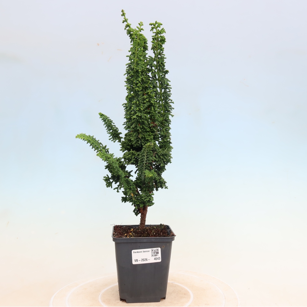 Bonsaï d'extérieur - Cham. obtusa SEKKA HINOKI - Cyprès