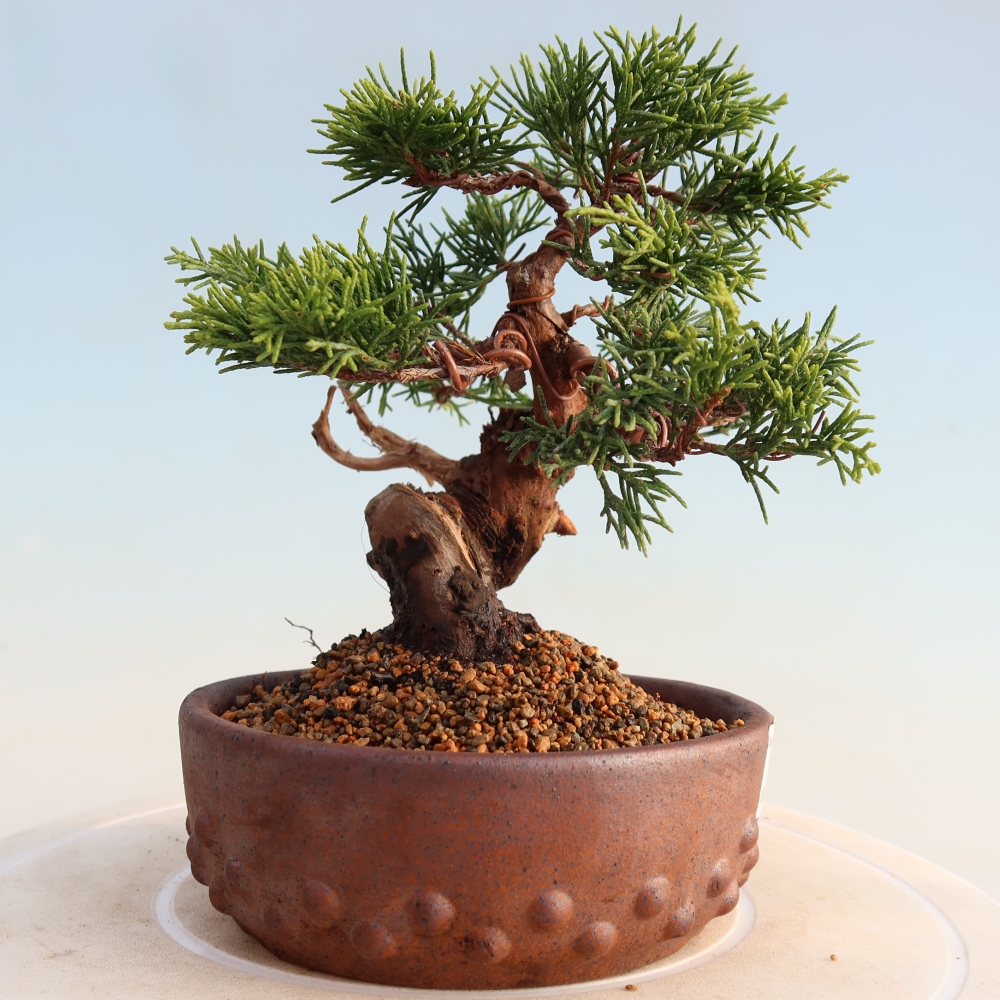 Bonsaï d'extérieur - Juniperus chinensis Itoigawa