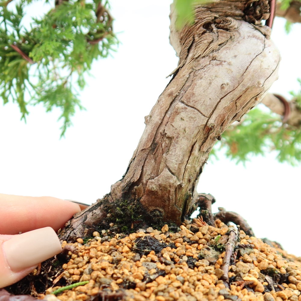 Bonsaï d'extérieur - Juniperus chinensis Itoigawa-Juniperus chinensis