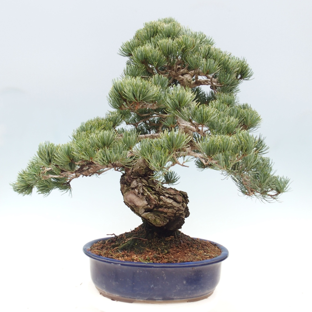 Bonsaï d'extérieur - Pinus parviflora - Pinus parviflora
