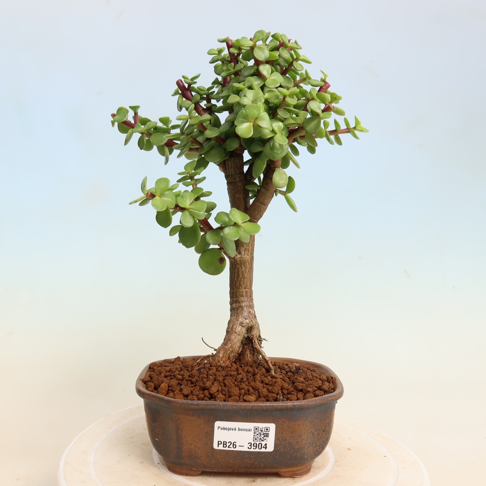 Bonsaï de chambre - Portulakaria Afra - Tlustice