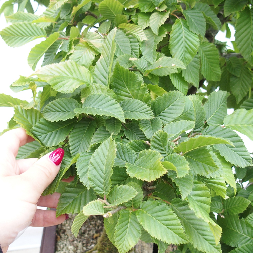 Bonsaï d'extérieur - Charme - Carpinus betulus