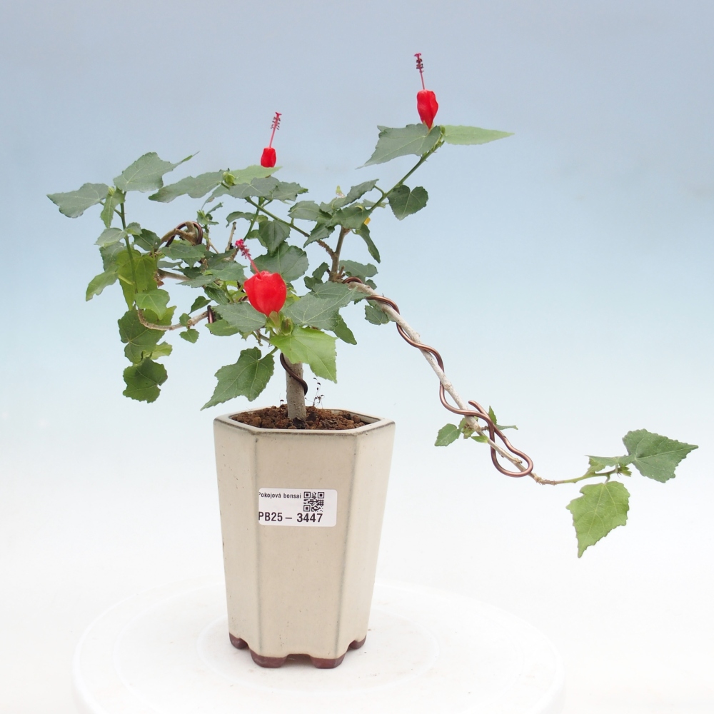 Bonsaï d'intérieur - Malvaviscus arboreus