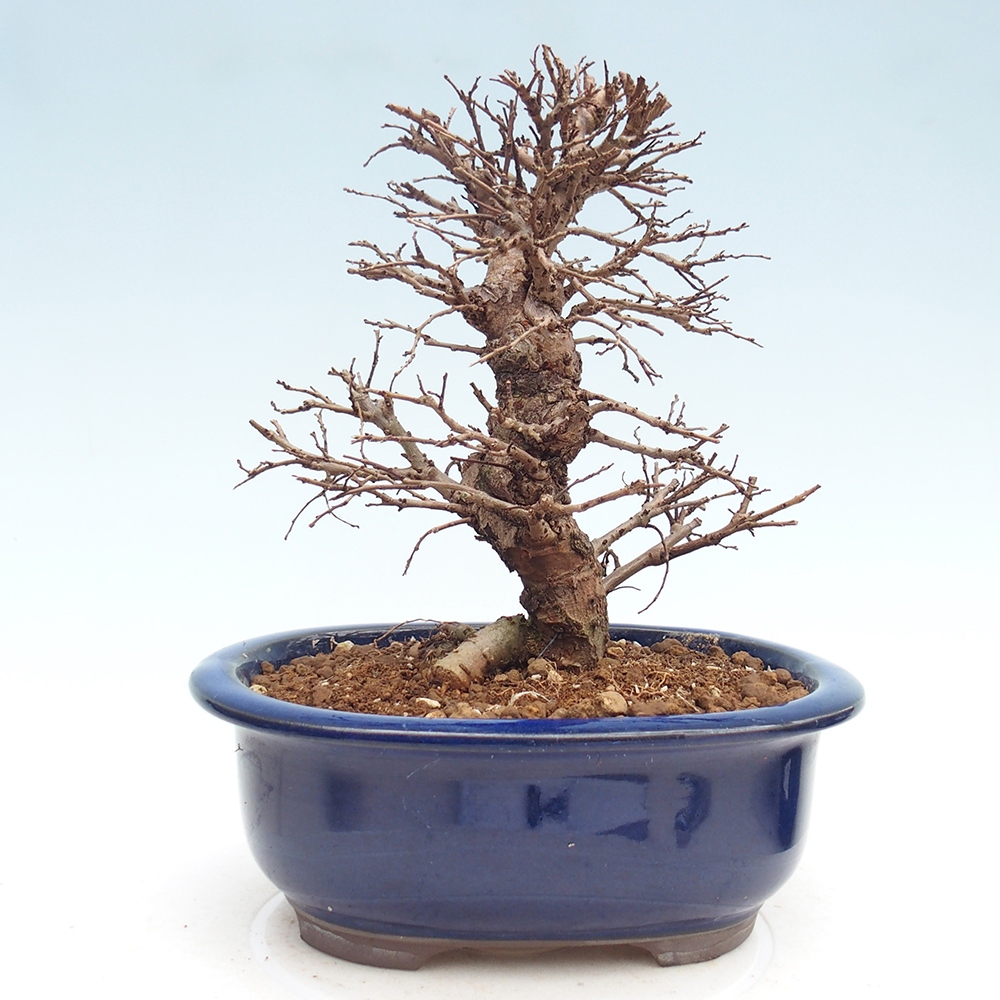 Bonsaï d'extérieur - Zelkova - Zelkova NIRE
