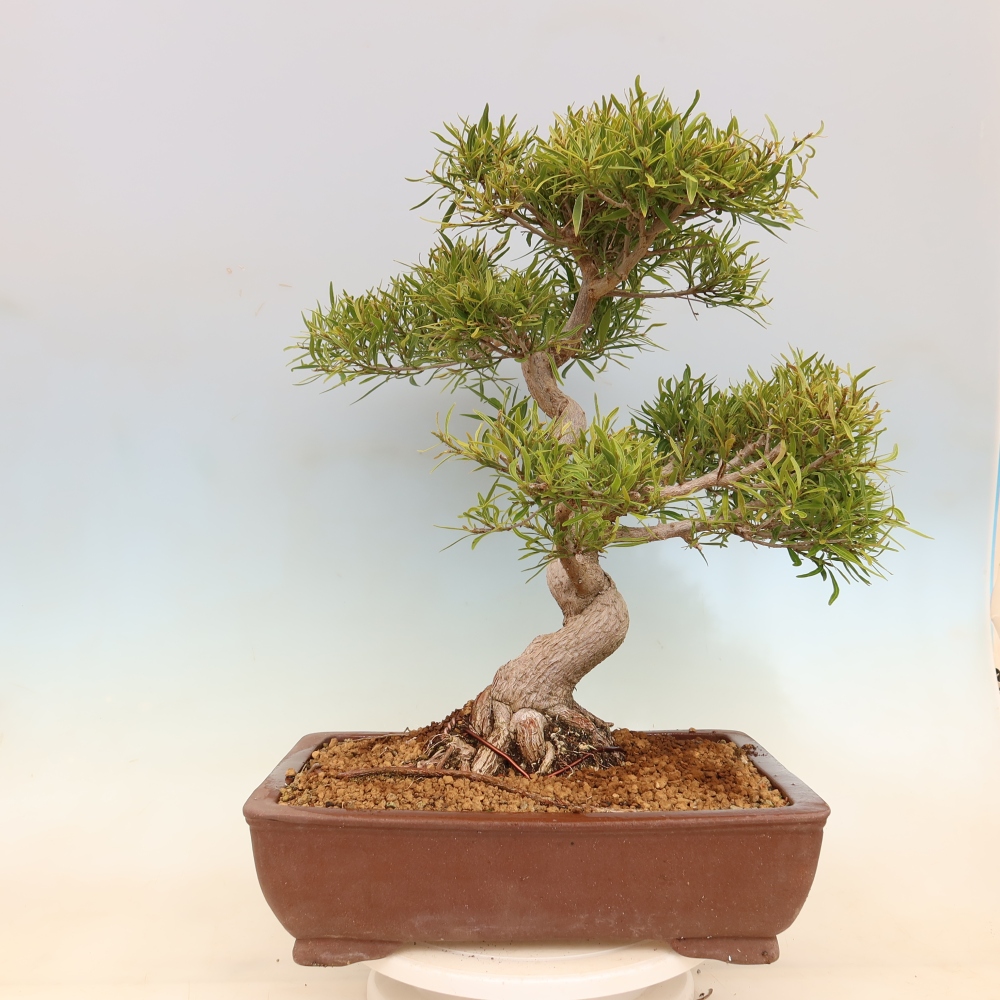 Salle bonsaï - Ficus nerifolia - ficus à petites feuilles