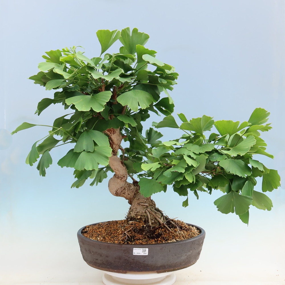 Bonsaïs d'extérieur - Ginkgo biloba - Ginkgo biloba