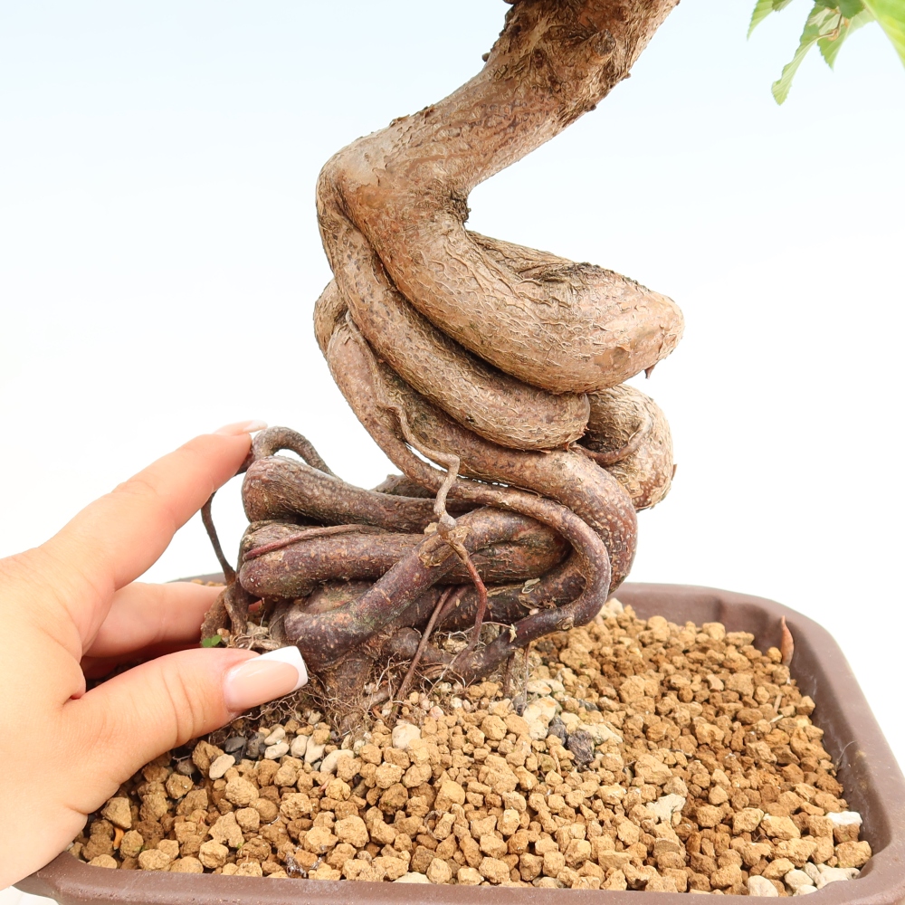 Bonsaï d'extérieur -Carpinus Coreana - Charme de Corée