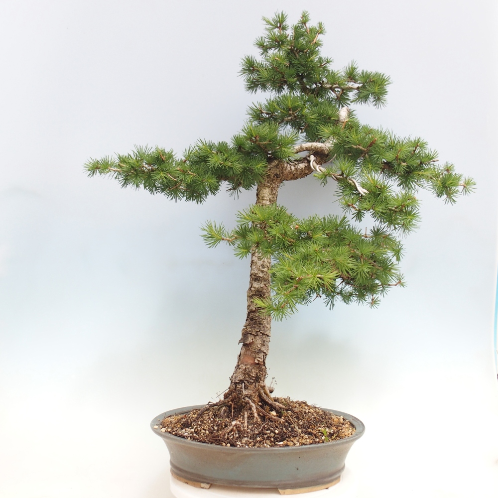 Bonsaï d'extérieur -Larix decidua - Mélèze