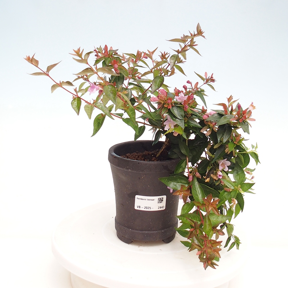 Bonsaï d'extérieur - Abelia Grandiflora - Abelia grandiflora