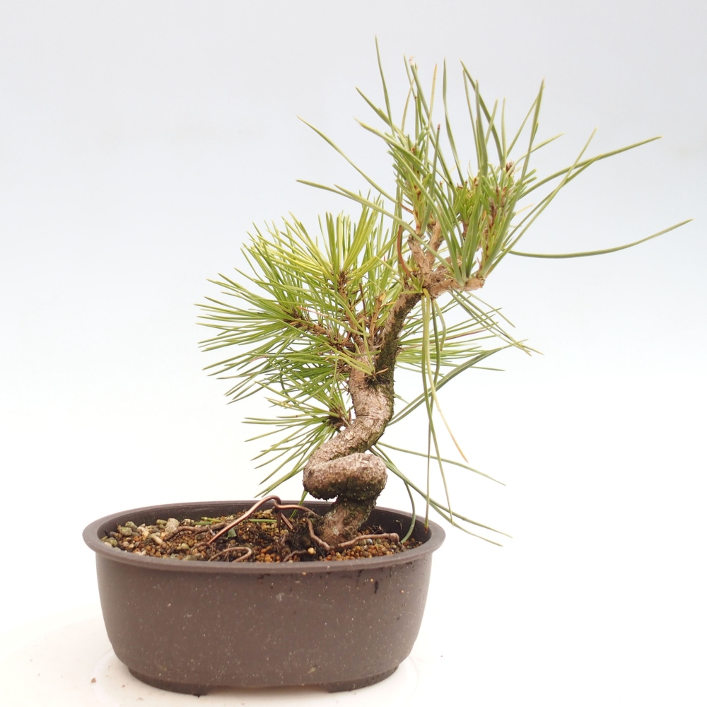Bonsaï d'extérieur - Pinus thunbergii - Pin de Thunberg