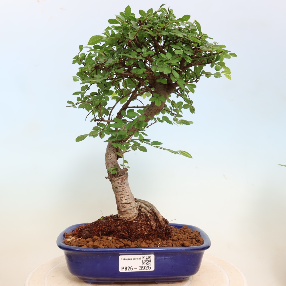Bonsaï de chambre - Ulmus parvifolia - Orme à petites feuilles