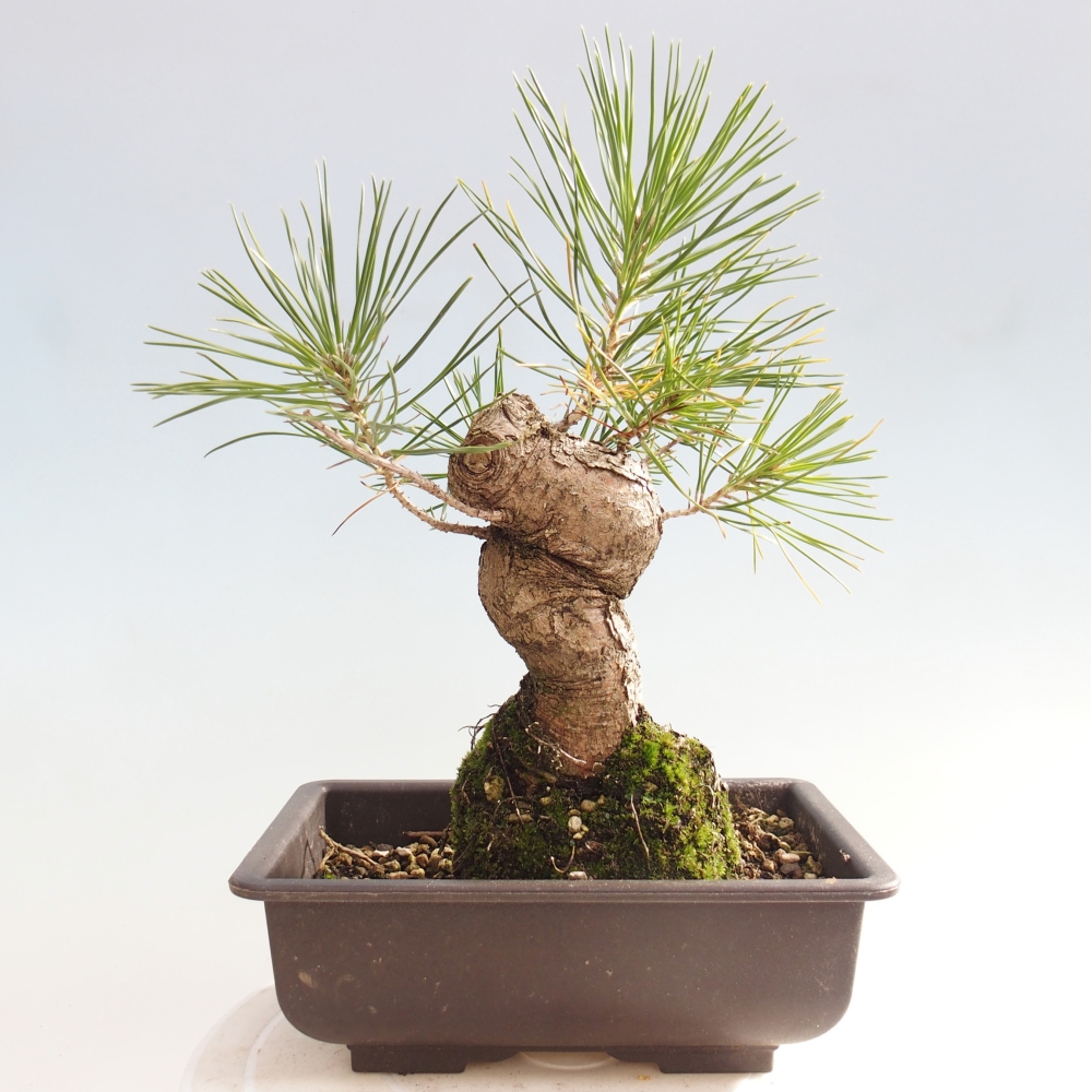 Bonsaï d'extérieur - Pinus thunbergii - Pin de Thunberg