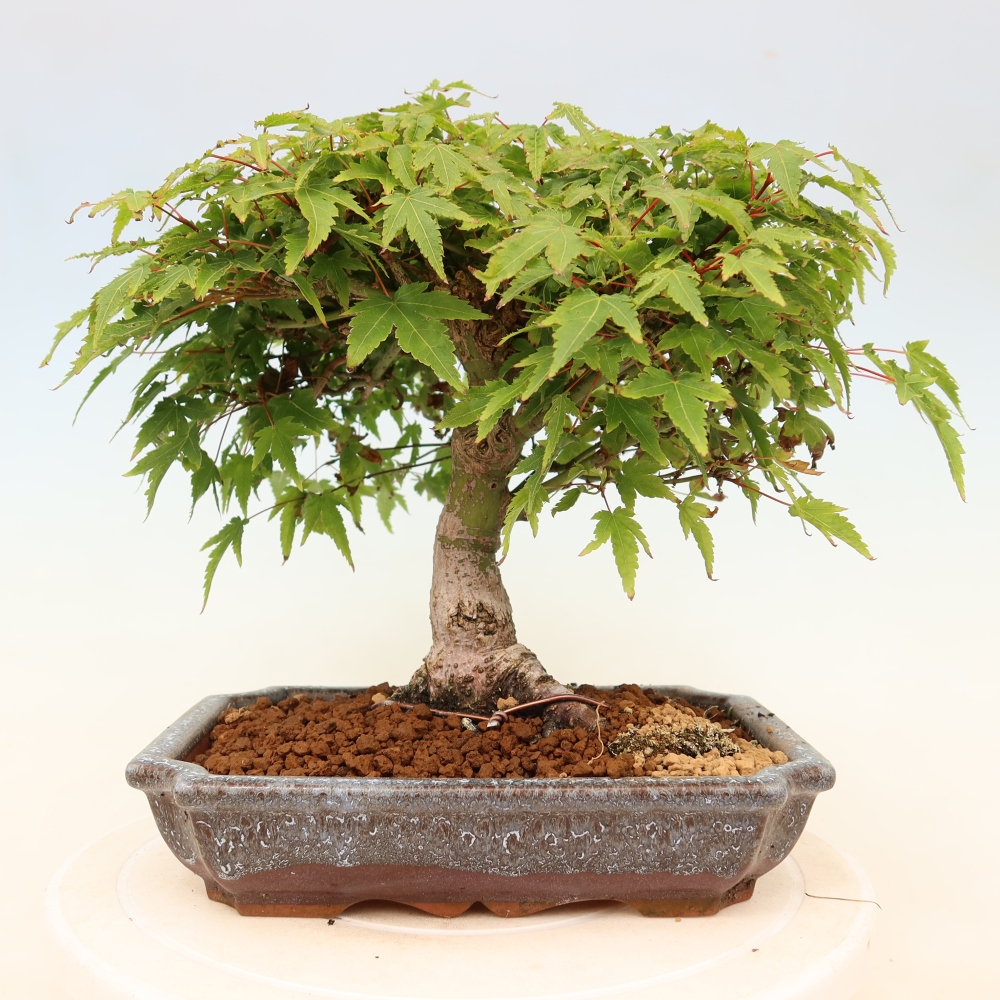 Acer palmatum KIOHIME - Érable palmé