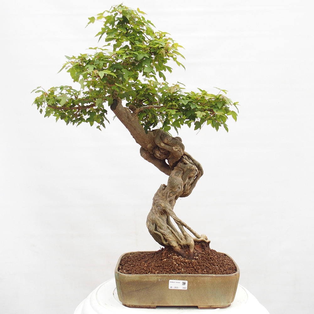 Bonsaï d'extérieur - Acer Buergerianum - Burger Maple