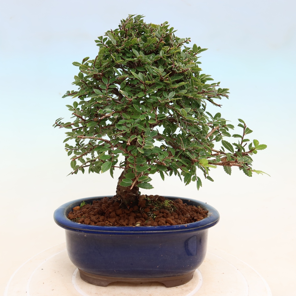 Bonsaï d'extérieur - Zelkova - Zelkova NIRE
