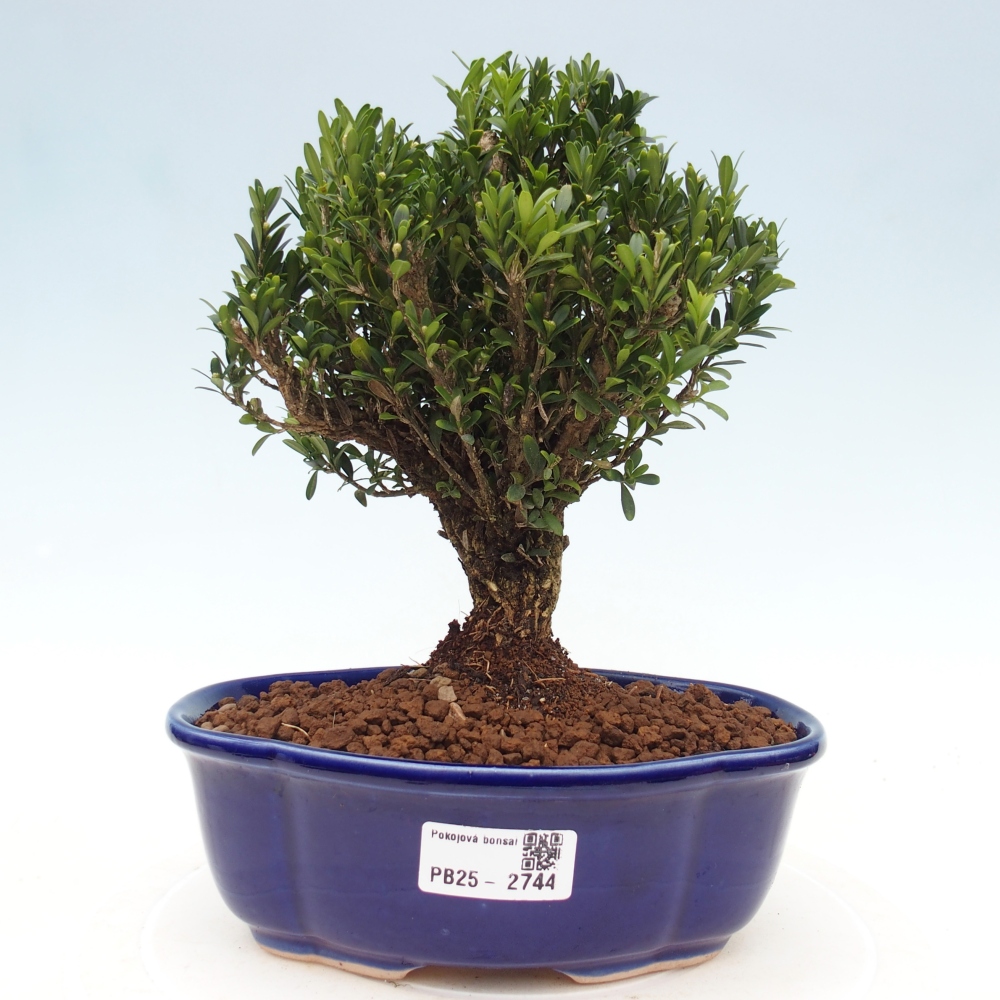 Bonsaï de chambre - Buxus harlandii - buxus liège