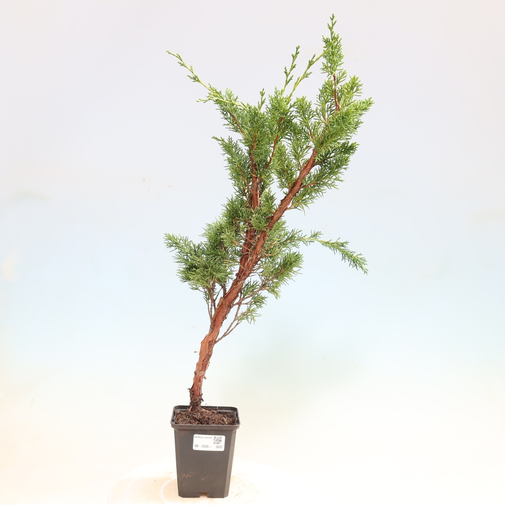 Bonsaï d'extérieur - Juniperus chinensis Kishu