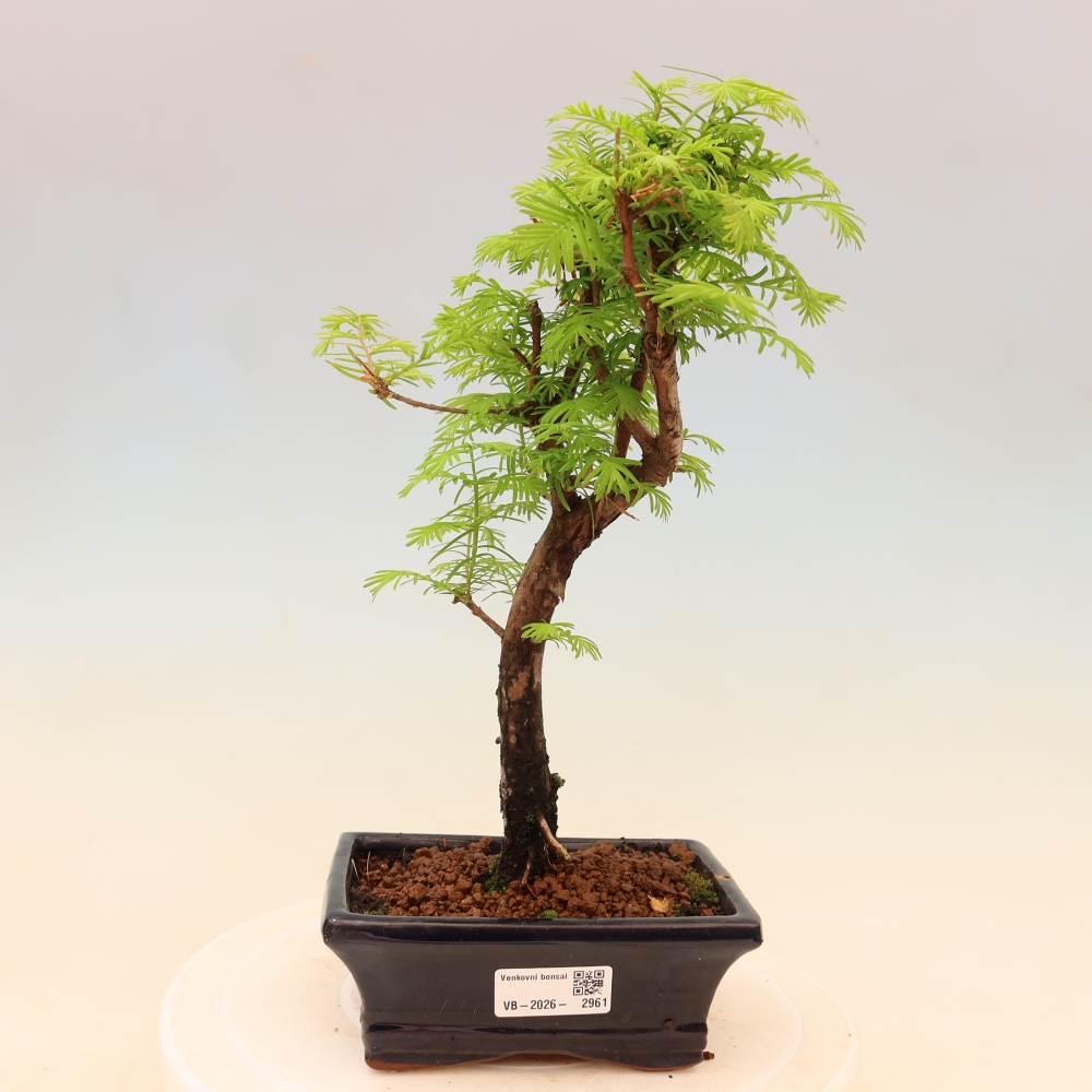 Bonsaï d'extérieur - Metasequoia glyptostroboides - Metasequoia chinois